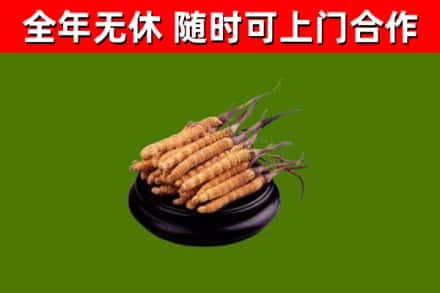 汝州回收散虫草