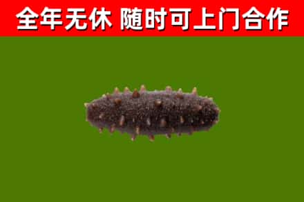 汝州回收海参干